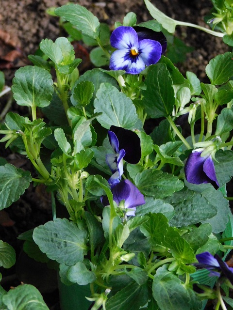 c0084183_932325.jpg