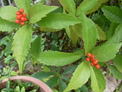 e0086885_18483133.jpg