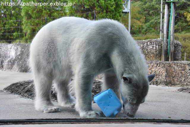 2018年10月 とくしま動物園 その1_a0052986_7232724.jpg