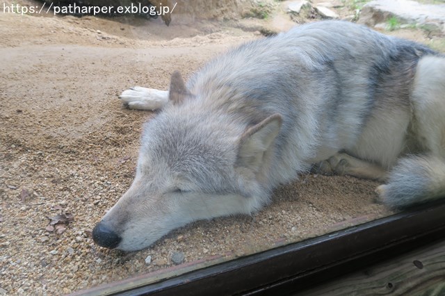 2018年10月 とくしま動物園 その1_a0052986_7284378.jpg