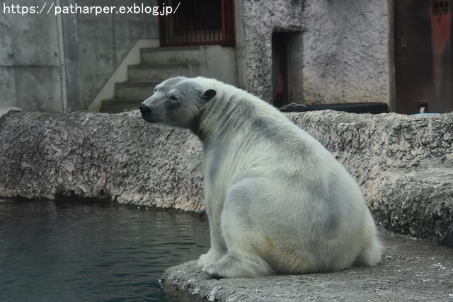 2018年10月 とくしま動物園 その1_a0052986_728865.jpg
