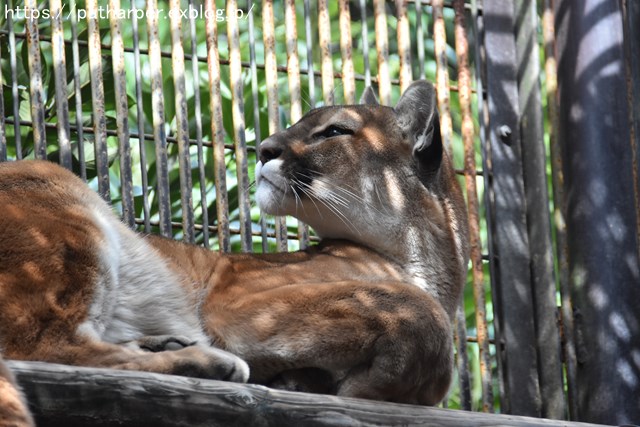 2018年10月 とくしま動物園 その1_a0052986_7303189.jpg