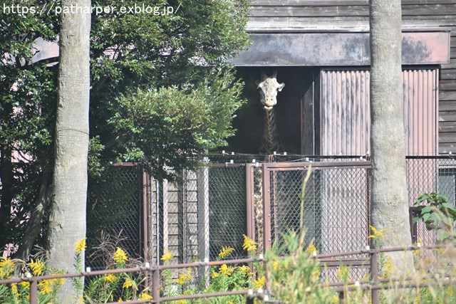 2018年10月 とくしま動物園 その1_a0052986_7323781.jpg