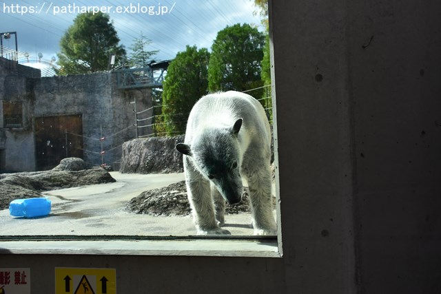 2018年10月 とくしま動物園 その1_a0052986_7362083.jpg