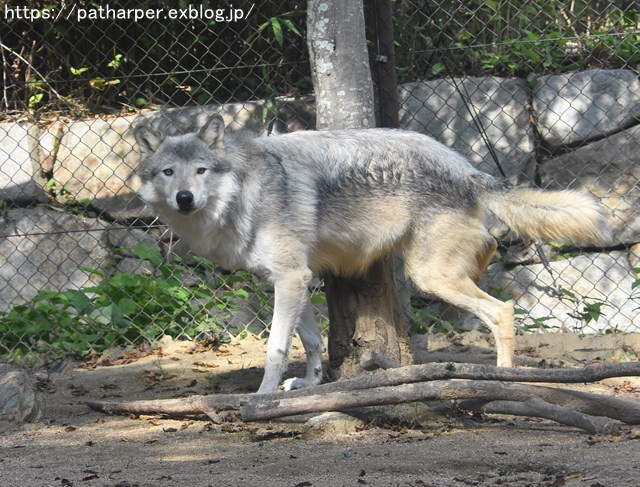 2018年10月 とくしま動物園 その1_a0052986_7384583.jpg