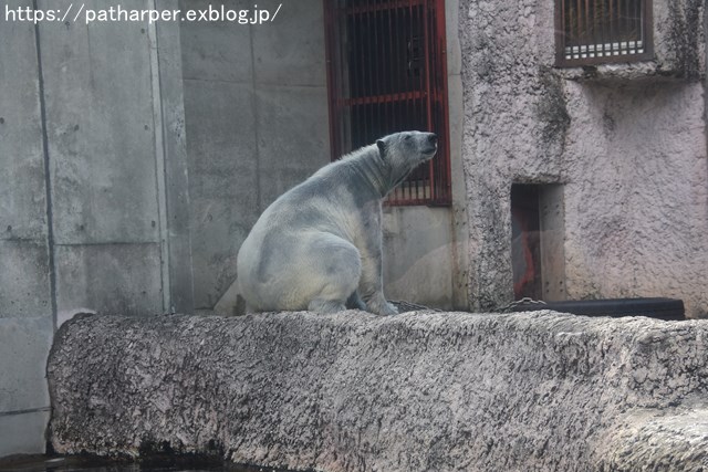 2018年10月 とくしま動物園 その1_a0052986_7403274.jpg