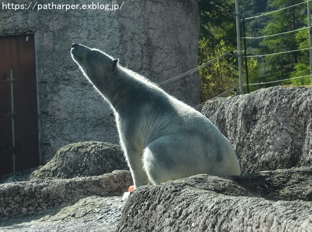 2018年10月 とくしま動物園 その1_a0052986_7441245.jpg