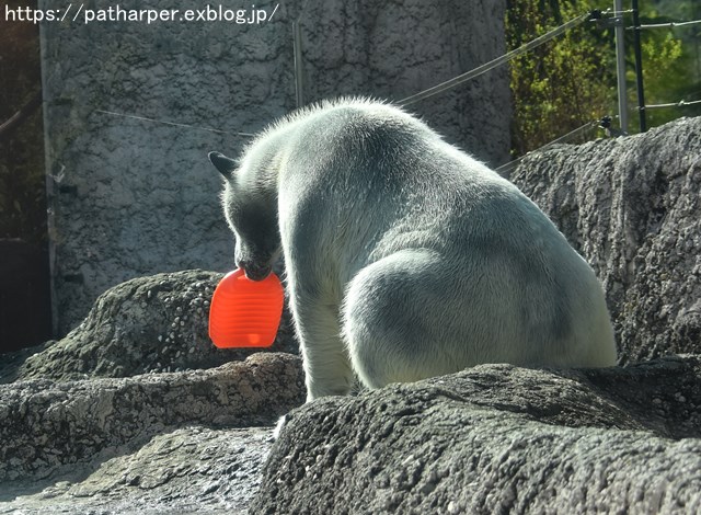 2018年10月 とくしま動物園 その1_a0052986_7442646.jpg