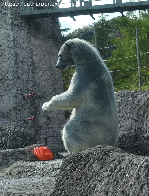2018年10月 とくしま動物園 その1_a0052986_7444637.jpg