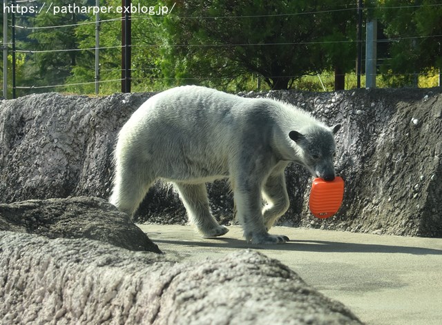 2018年10月 とくしま動物園 その1_a0052986_7445731.jpg