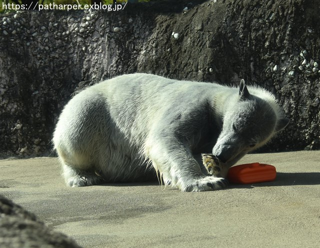 2018年10月 とくしま動物園 その1_a0052986_745871.jpg