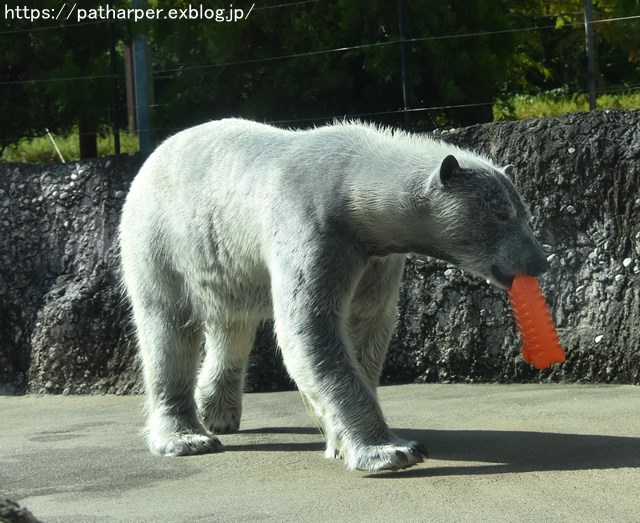 2018年10月 とくしま動物園 その1_a0052986_7465628.jpg