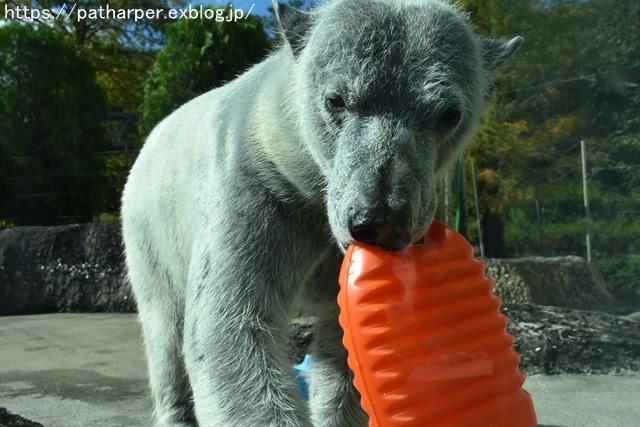 2018年10月 とくしま動物園 その1_a0052986_7472956.jpg