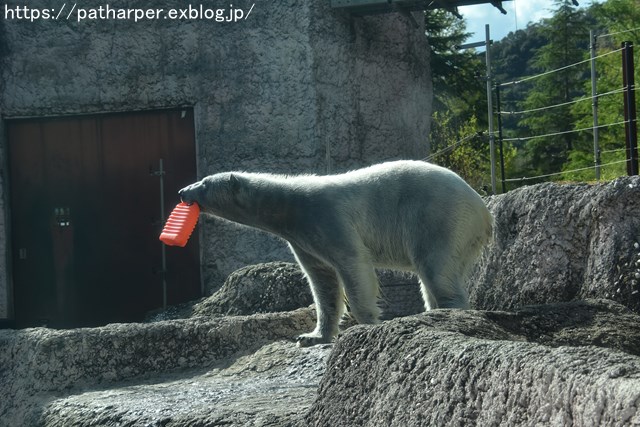 2018年10月 とくしま動物園 その1_a0052986_7474998.jpg