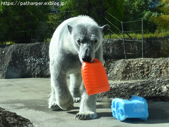 2018年10月 とくしま動物園 その1_a0052986_74792.jpg