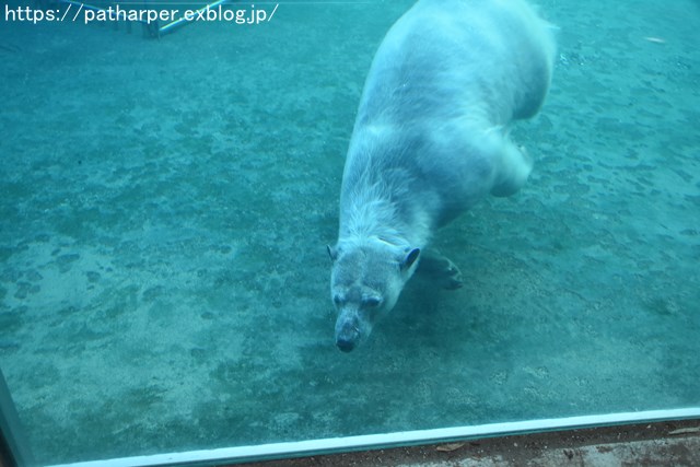 2018年10月 とくしま動物園 その1_a0052986_7504914.jpg