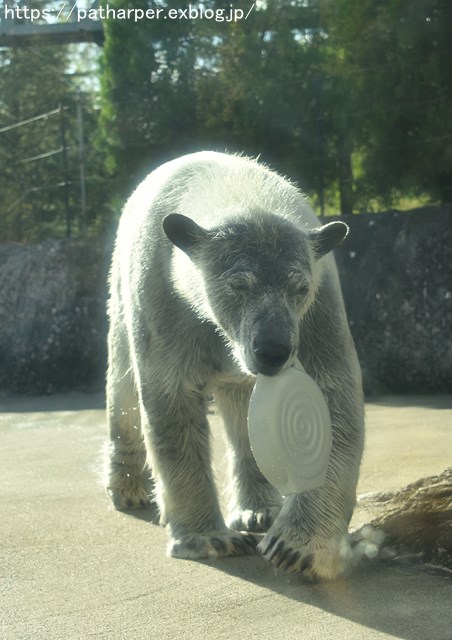 2018年10月 とくしま動物園 その1_a0052986_7511966.jpg