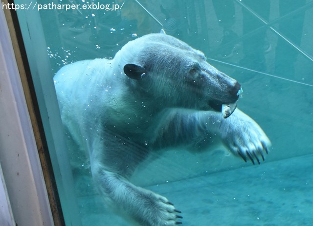 2018年10月 とくしま動物園 その1_a0052986_751344.jpg