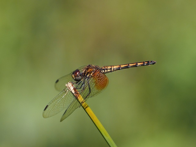 d0156387_20222702.jpg