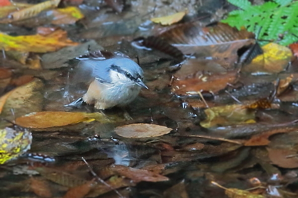 水場のゴジュウカラ_d0334291_16065601.jpg