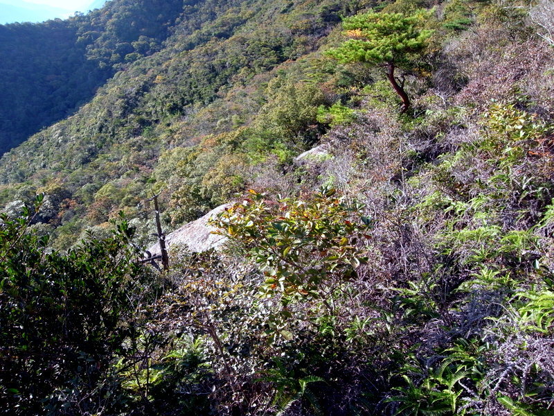 観音寺山のあの岩に行きたい！の巻_f0325295_13022212.jpg