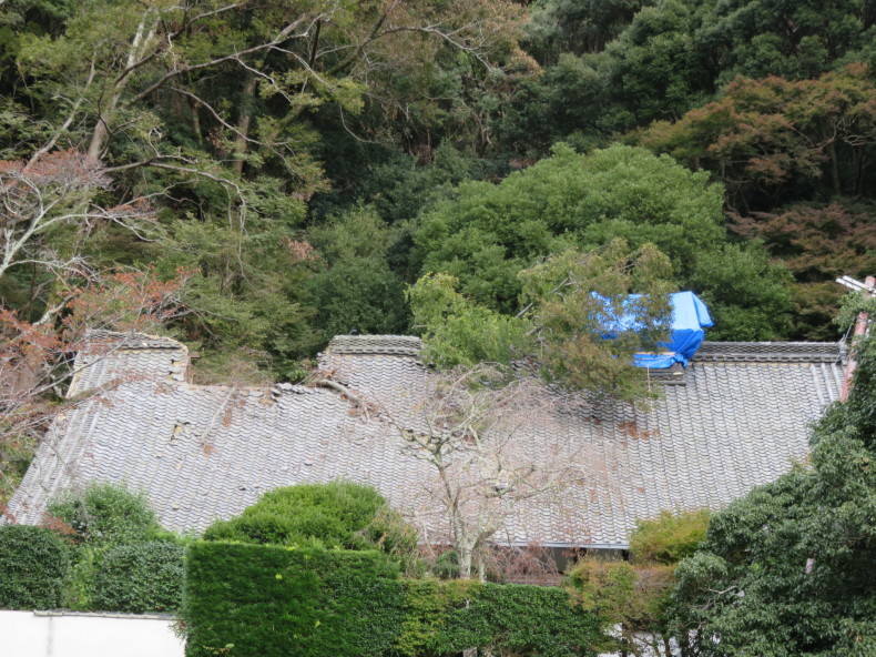 衝撃を受けた。台風21号の爪痕 - 箕面大滝へのウォーキング -_b0344816_13501627.jpeg