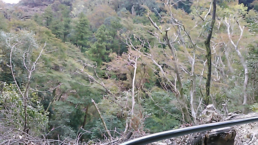 衝撃を受けた。台風21号の爪痕 - 箕面大滝へのウォーキング -_b0344816_13534799.jpeg