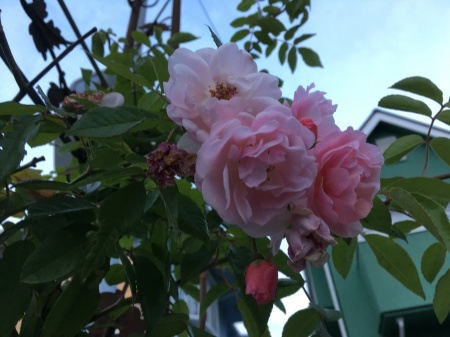 a0174419_20415219.jpeg
