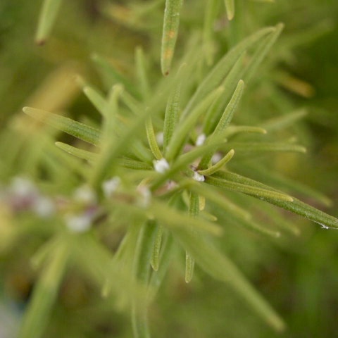 Rosemary Officinalis/Salvia rosmarinus& Dancing Water_a0329935_14152754.jpeg