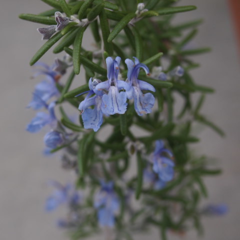 Rosemary Officinalis/Salvia rosmarinus& Dancing Water_a0329935_14271180.jpeg