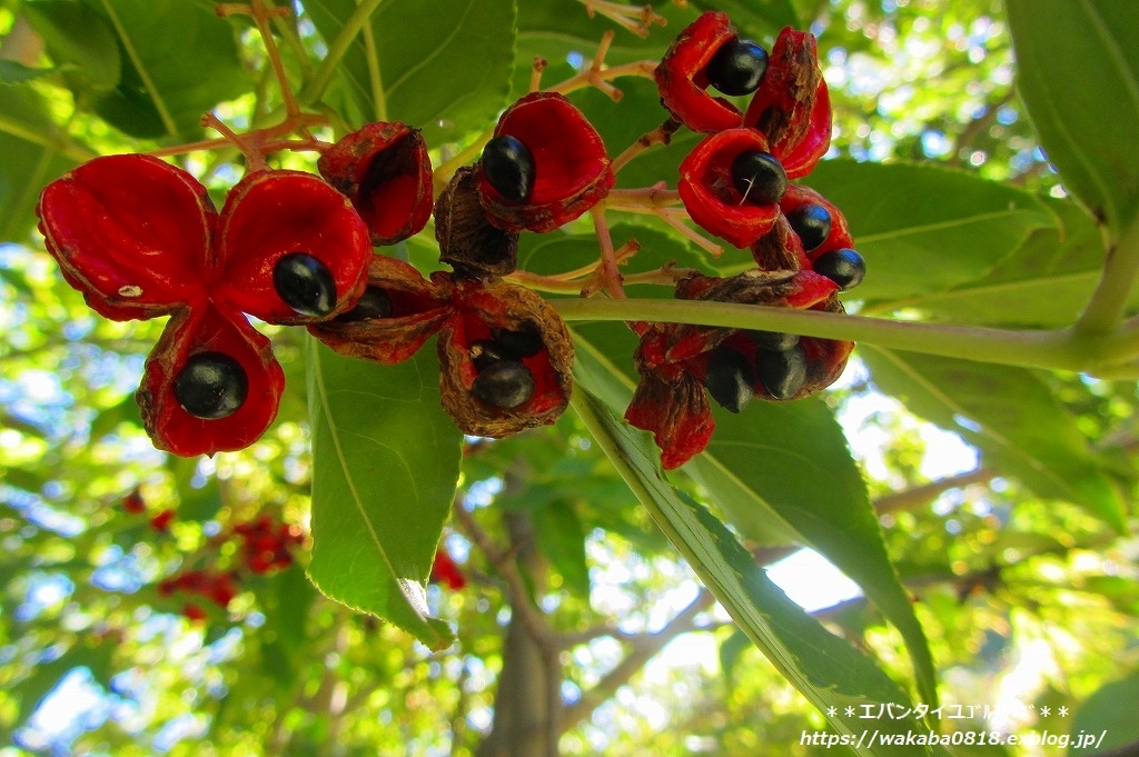 晩秋のゴルフ場で草花や木の実をウオッチング(^^♪_e0052135_14294811.jpg