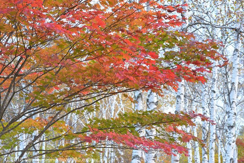 八千穂高原 白樺群生地 紅葉 1 Photograph3