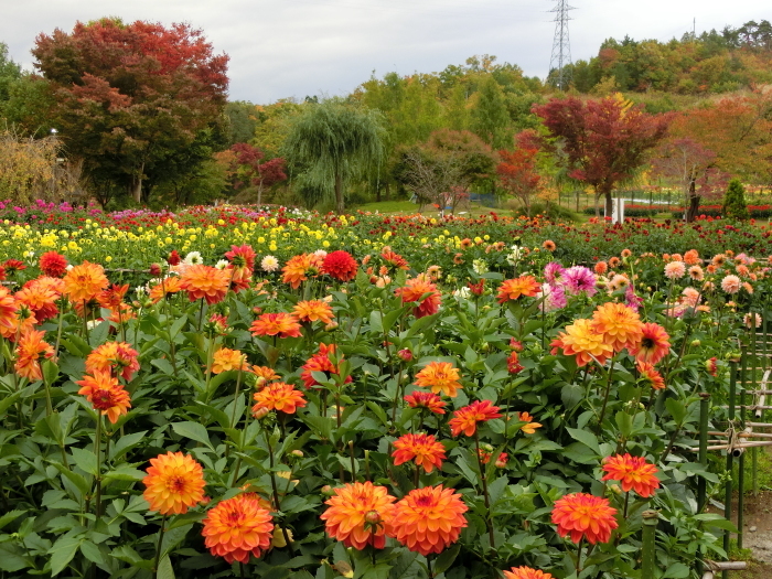 山形県川西ダリヤ園２_b0324239_21395114.jpg