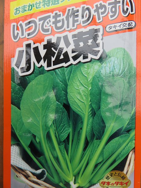 18年11月4日 秋野菜の種まき 今日の風に吹かれましょう