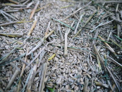米作りへの挑戦！掛け干しした稲をコンバインを使って脱穀しました！(後編)_a0254656_17584379.jpg