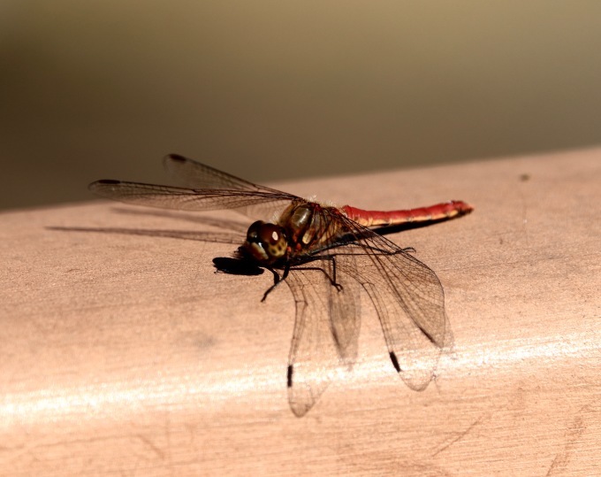 a0248459_12563810.jpg