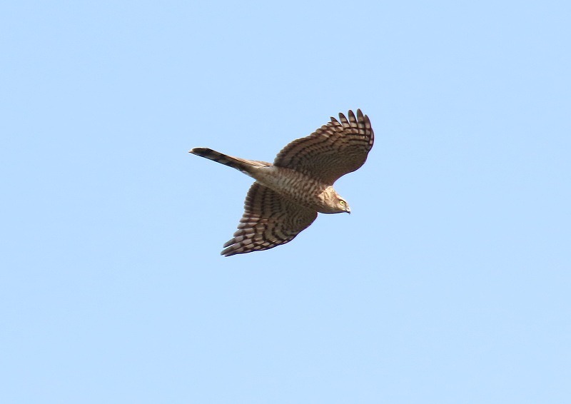 タカの渡り　後半⑤_c0114159_23054031.jpg