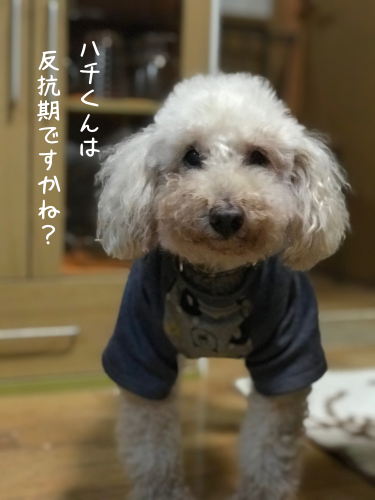 a0216583_23372194.png