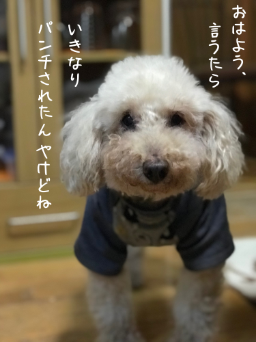 a0216583_23372469.png