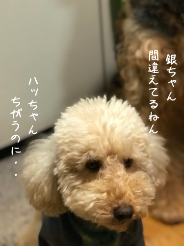 a0216583_23372705.png