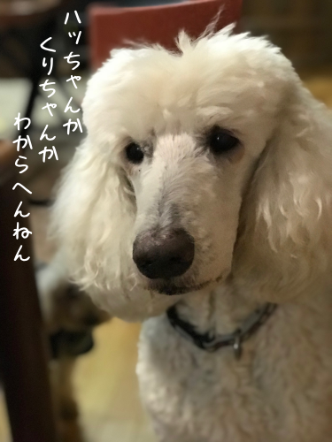 a0216583_23373382.png