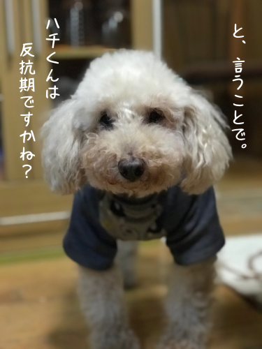 a0216583_23373697.png