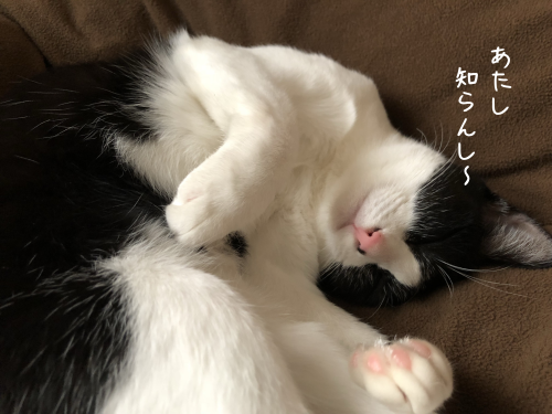 a0216583_23463108.png