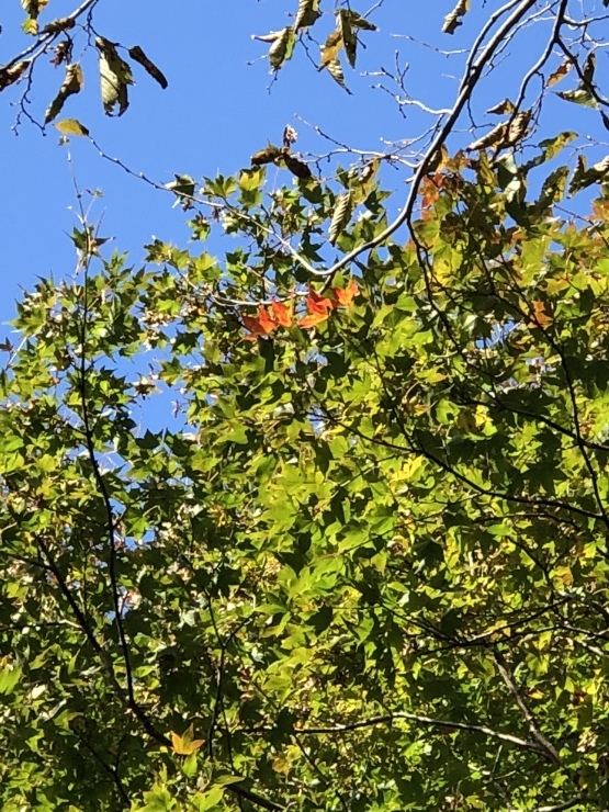 b0098584_20374958.jpeg