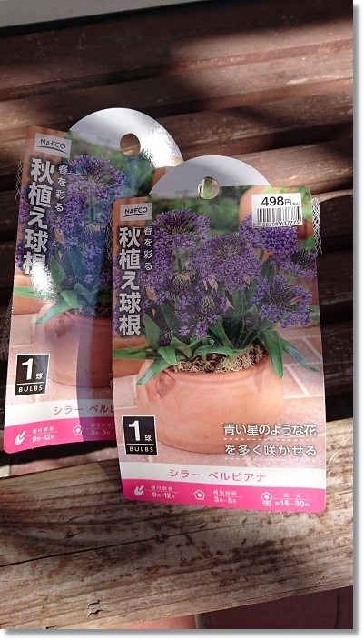 秋植え球根 シラーベルビアナ すきな ことに かこまれて 秋植え球根 シラーベルビアナ すきな ことに かこまれて