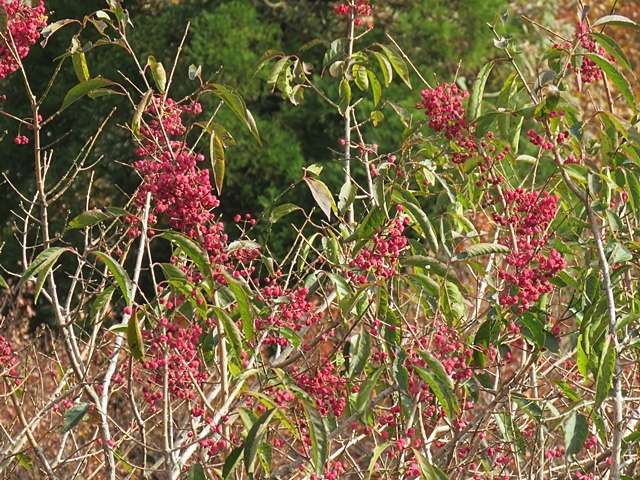 根子岳の紅葉は？１日_f0357487_21200672.jpg