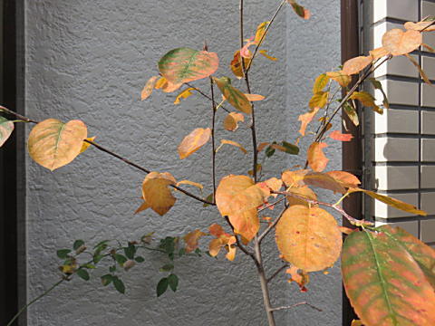 d0046702_09432007.jpg