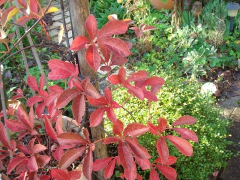 c0112206_21571232.jpg