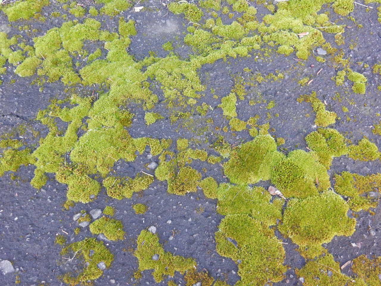 c0025115_21204048.jpg