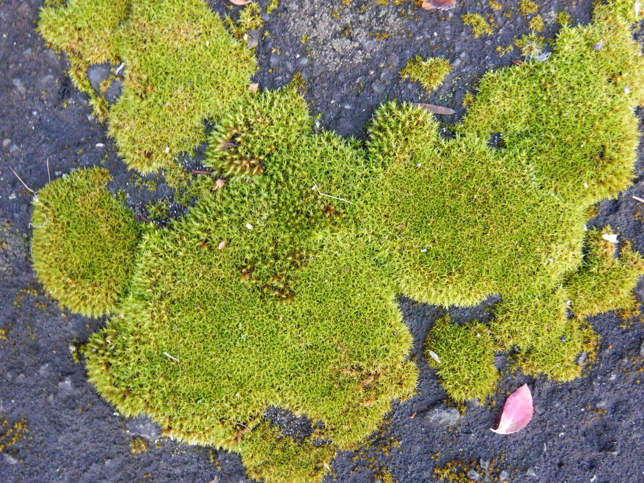 c0025115_21224328.jpg
